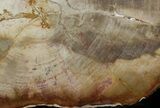 Petrified Wood (Tropical Hardwood) Slab - Indonesia #41903-1